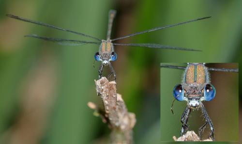 Chalcolestes viridis